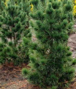 Sosna Limba w donicy