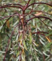 Wierzba Purpurowa Pendula