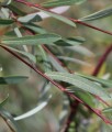 Wierzba Purpurowa Pendula