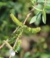 Wierzba Purpurowa Pendula