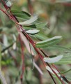Wierzba Purpurowa Pendula