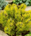 Sosna Górska Kosodrzewina Carstens Wintergold w donicy