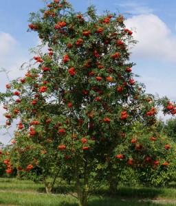 Jarząb Pospolity w donicy
