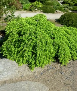 Choina Kanadyjska Jeddeloh w donicy