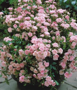 Róża Okrywowa The Fairy w donicy