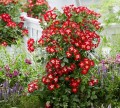 Róża Rabatowa Everglow Ruby w donicy