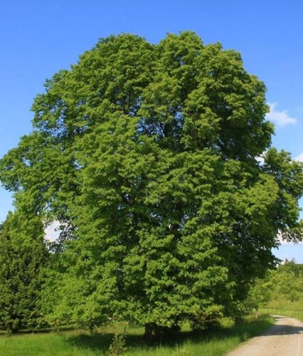Lipa Szerokolistna w donicy
