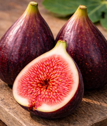 Figowiec Figi Peretta w donicy