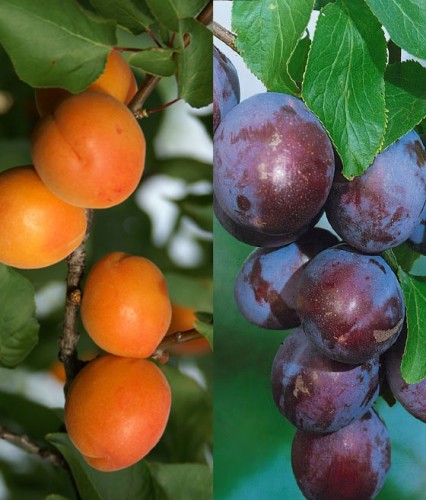 DUO Śliwa Węgierka Wczesna+Morela Harlayne