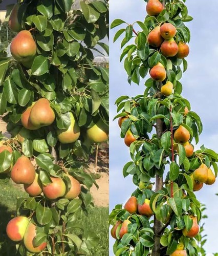 DUO Grusza Kolumnowa Obelix+Decora