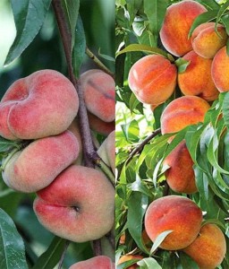 DUO Brzoskwinia płaska Saturn+Inka