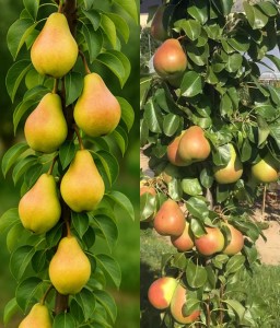  Grusza Kolumnowa Duo Saphira+Obelix