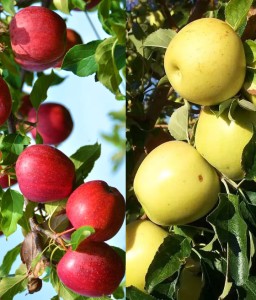 DUO Jabłoń Malinowa Oberlandzka+Oliwka Żółta