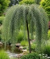 Wierzba Purpurowa Pendula