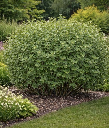 Wierzba Uszata w donicy