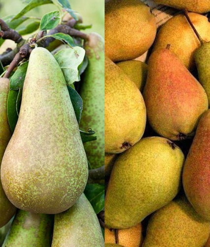 DUO Grusza Konferencja+Faworytka