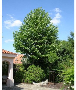 Platan Klonolistny w donicy