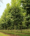 Platan Klonolistny Malburg w donicy