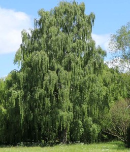 Brzoza Brodawkowata w donicy