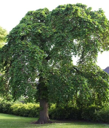 Wiąz Górski w donicy