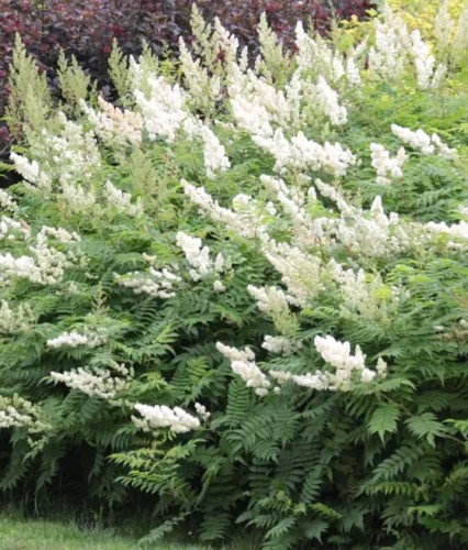 Tawlina Jarzębolistna w donicy