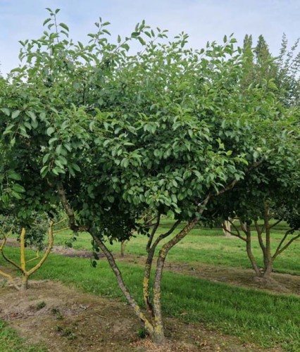 Szakłak Pospolity w donicy