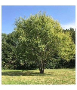 Wierzba biała Chermesina w donicy