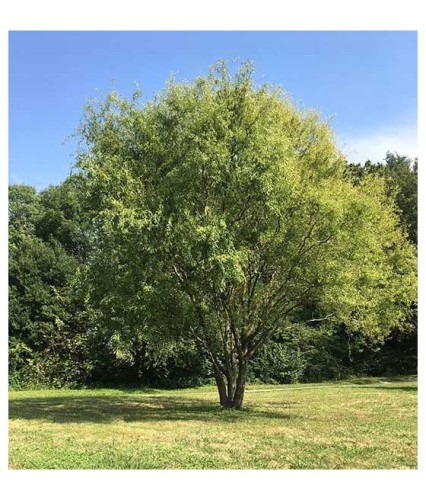 Wierzba biała Chermesina w donicy