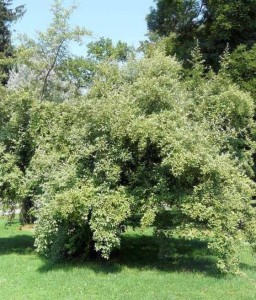 Oliwnik Baldaszkowy w donicy