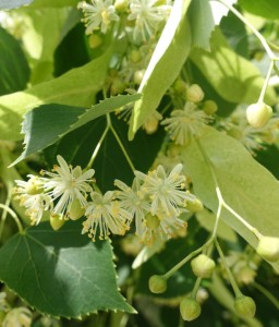 LIPA DROBNOLISTNA C2 