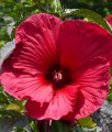 Hibiskus Bagienny Carousel Red Wine w donicy