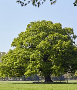 DĄB SZYPUŁKOWY W DONICY C2