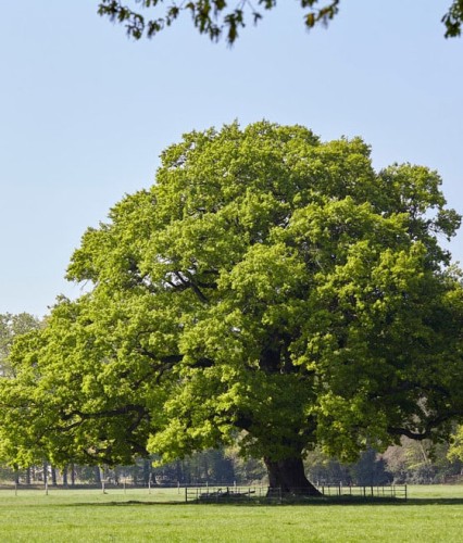 DĄB SZYPUŁKOWY W DONICY C2