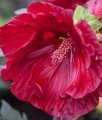 Hibiskus Bagienny Cranberry Crush w donicy