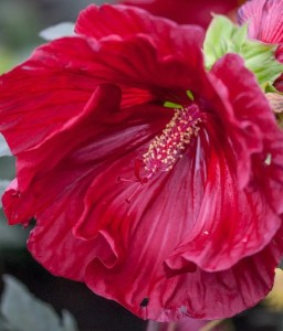 Hibiskus Bagienny Cranberry Crush w donicy