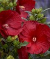 Hibiskus Bagienny Cranberry Crush w donicy