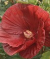 Hibiskus Bagienny Cranberry Crush w donicy