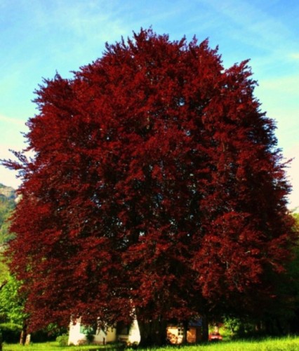 BUK POSPOLITY ATROPUNICEA W DONICY C2