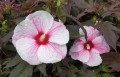 Hibiskus Bagienny Kopper King w donicy