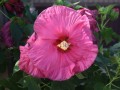 Hibiskus Bagienny Jazzberry Jam w donicy