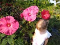 Hibiskus Bagienny Jazzberry Jam w donicy