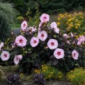 Hibiskus Bagienny Summer Storm w donicy