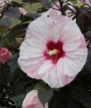 Hibiskus Bagienny Summer Storm w donicy