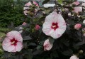 Hibiskus Bagienny Summer Storm w donicy