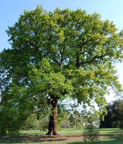 Dąb Bezszypułkowy w donicy
