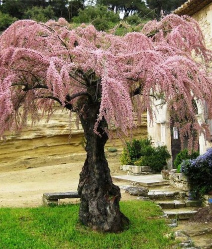 Tamaryszek Czteropręcikowy w donicy