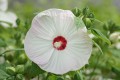Hibiskus Bylinowy Bagienny Old Yella w donicy