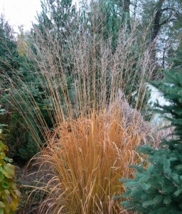 Trzęślica Karl Foerster w donicy