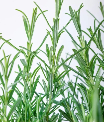 Rozmaryn Winter Blue w donicy