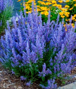 Perowskia Łobodolistna Little Spire w donicy